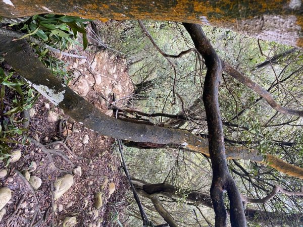 苗栗三義-三員縱走2616458