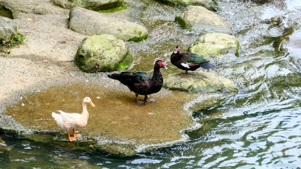 白雲派出所。蒙格不驚2759913