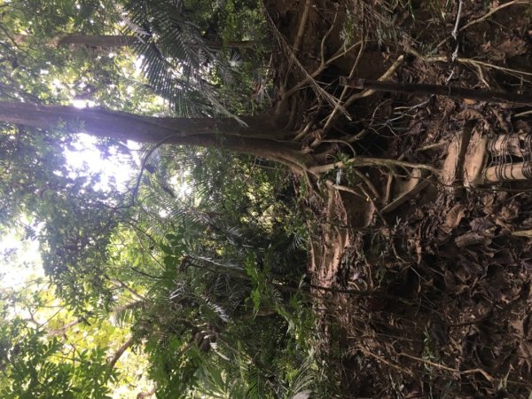 中興林場後山（鑰匙🔑認領2700433