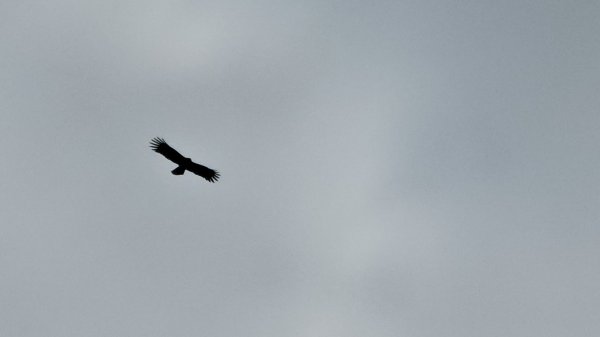 鳶嘴山+稍來神木2709866