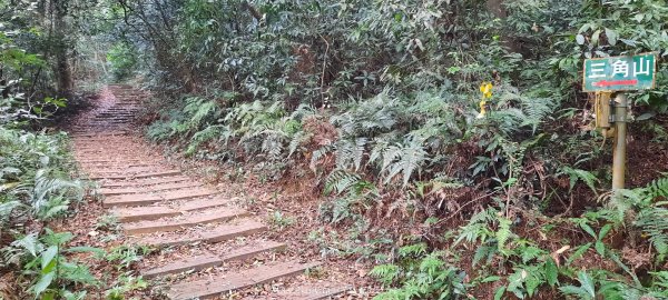 《苗栗》霧雨寒流｜三義三角山步道202512252969198