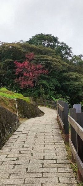 樟樹步道魯冰花2420325