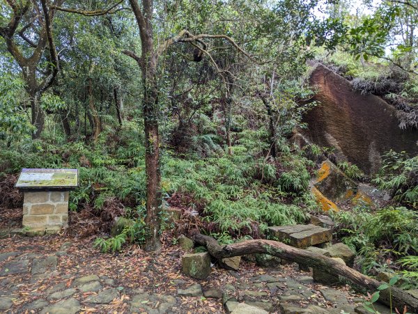 2024-03-31 金面山親山步道、剪刀石、象山親山步道2793310