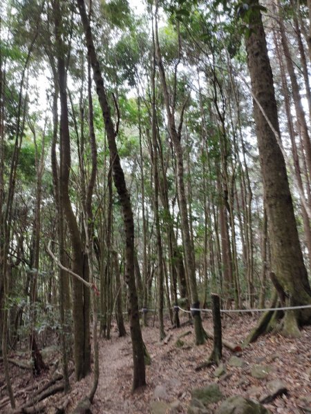 我的第三第四座谷關七雄@屋我尾山唐麻丹山1908057