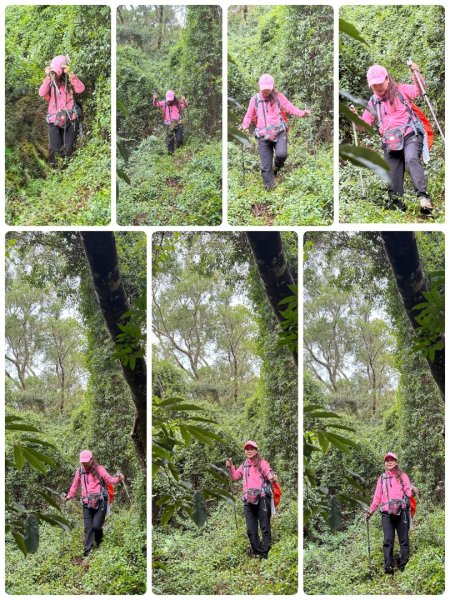 關西大東坑山/草長難過  順訪東安古橋2930515