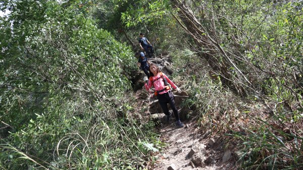 唐麻丹山登山健行趣(中級山)1903504