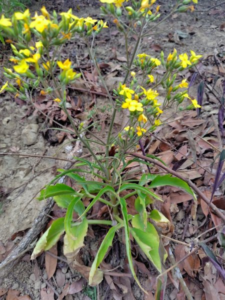 大棟山系南段 水利古道西口 上 竹高崙山 連走 鳥子嶺 坑仔內山 大崖山 下 龍目井農場2953111