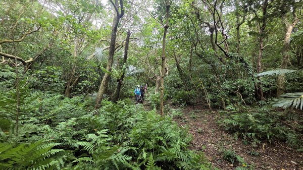 夏季的黃金十稜接九稜下門牙稜C型(草長路荒慎行)2880682