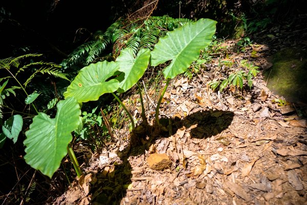 新竹關西鎮 石牛山938199