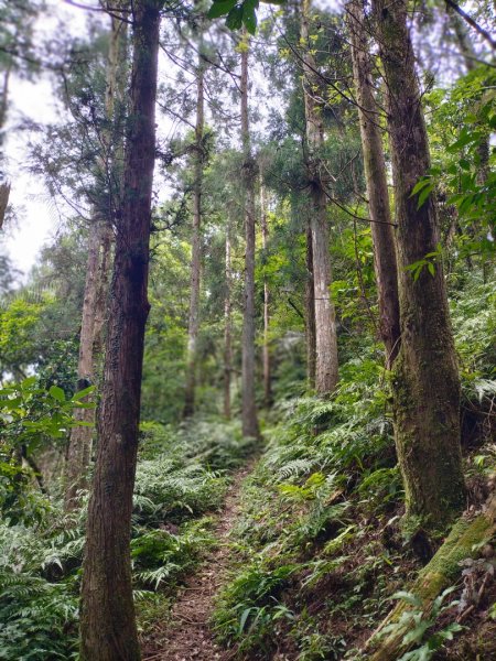 烏來桂山路2525874