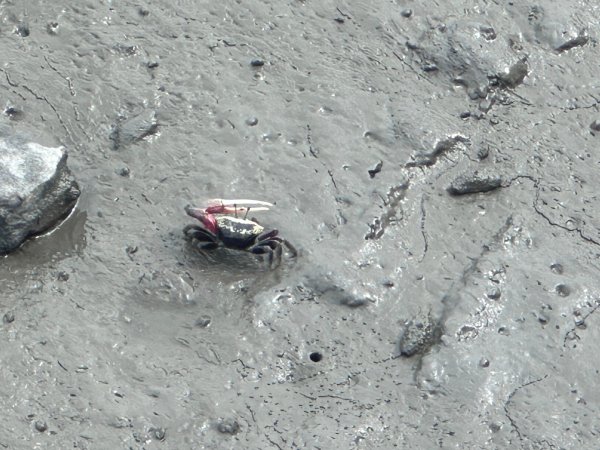 芳苑濕地紅樹林海空步道2766458