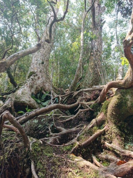 那結山（嘎色鬧部落線）893450