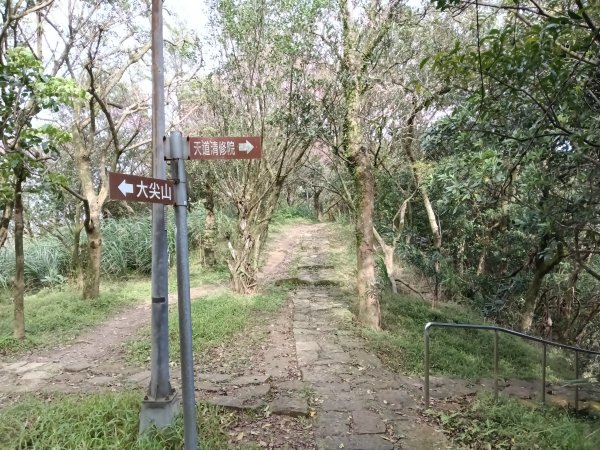 汐止區大尖山櫻花+秀峰瀑布O型3009399