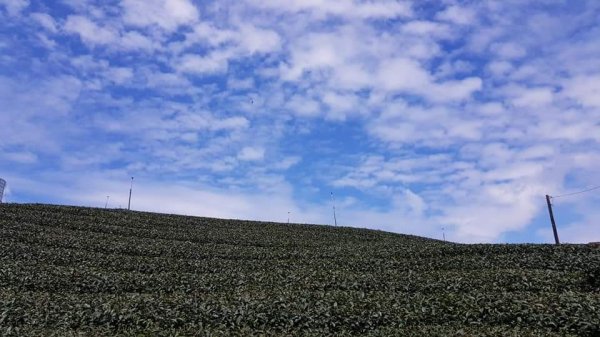 森林鐵道茶園美食步道738648