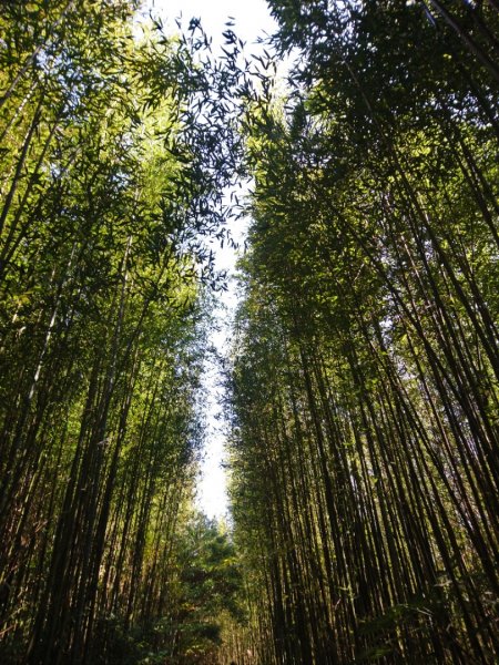 李崠山、泰平山、馬望僧侶山O走1211334