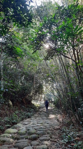 《新竹》湖口老街｜金獅古道O繞茶香及仁和步道202412062663714