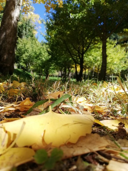 秋色的武陵463377