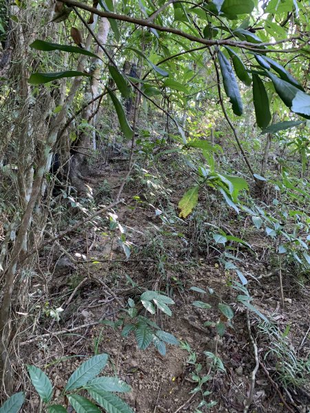 20251122高雄笠山-坦水衍山2945357