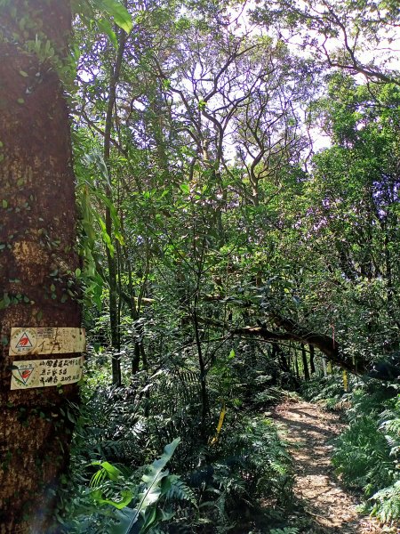 【基隆-臺灣百大步道】姜子寮山和泰安瀑布1268295