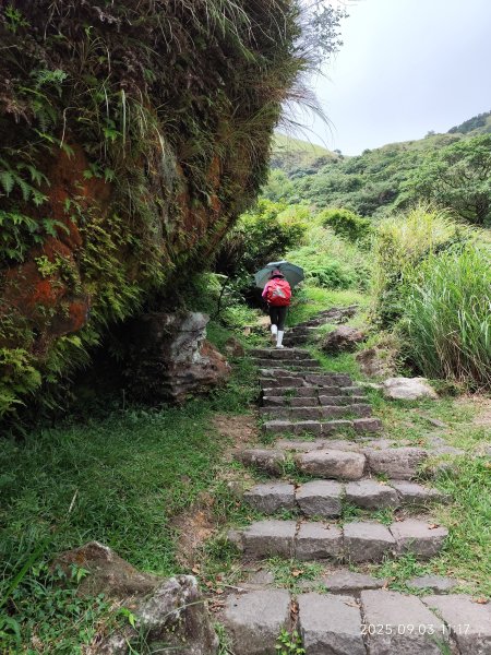 【臺北大縱走 2、3、4】冷水坑→七星山主東峰步道→冷擎步道→小油坑→鵝尾山→內湖許願步道2878886