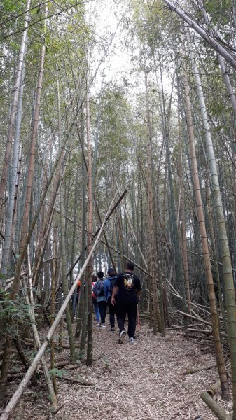 步道巡訪員│四大天王山步道三月巡訪日誌871306