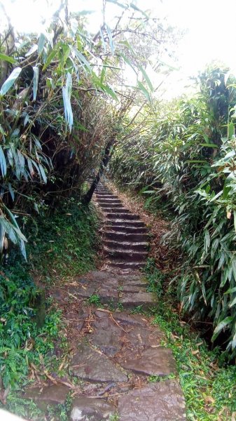 大屯山主峰步道1938084