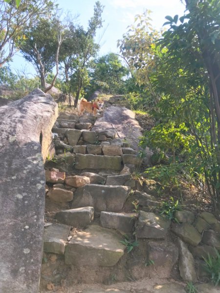 金面山步道1071831