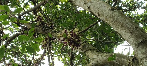 20230404_出磺坑山+古油井步道O型2094207