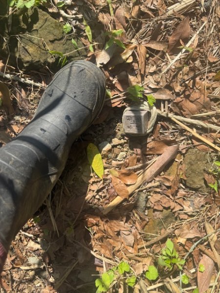 20250601 柑柑柑腳山2801035