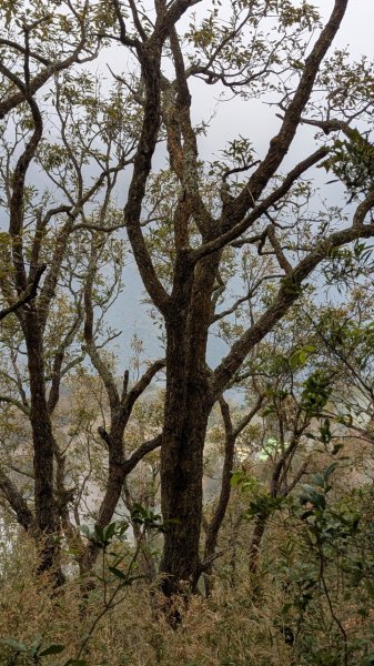 橫龍山、橫龍古道2682915