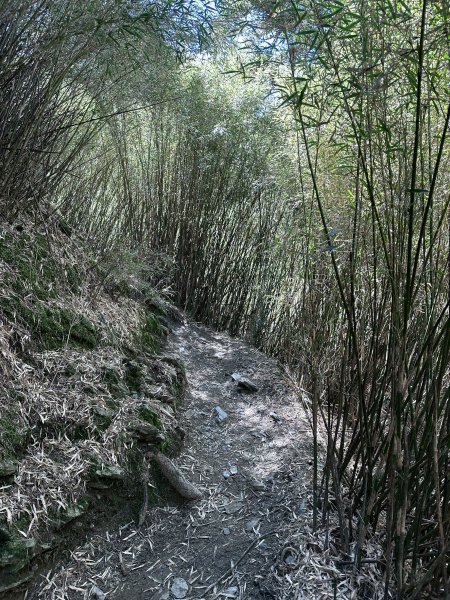 小奇萊步道2777619