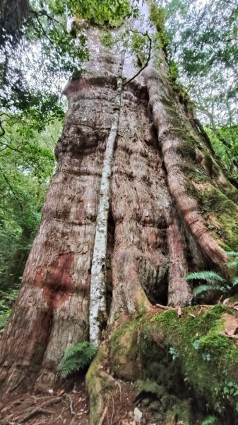 干卓萬群峰五天1141001~052906199