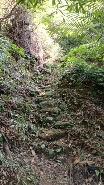 平溪區東勢格古道-咸豐嶺烽火台-峭壁雄峰-三抱竹鞍-白石後仙洞-東勢格古道P字走3126891