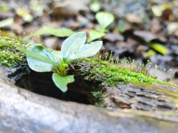 三貂嶺瀑布百大任務解鎖2957930
