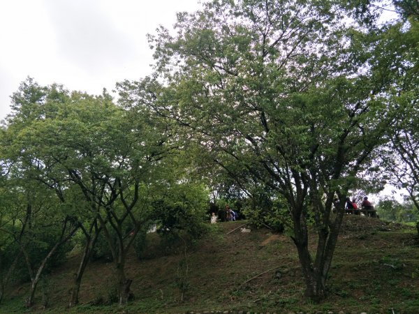 貓空&待老坑山1285667