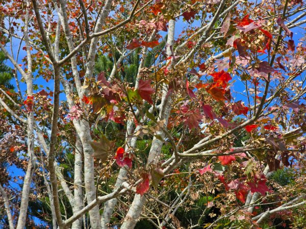 馬那邦山之雲海／雲瀑／楓紅／太陽琉璃光2668292