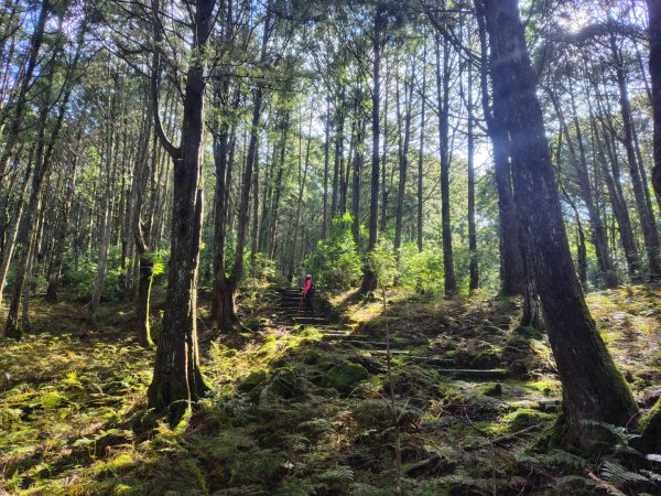 稍來小雪山國家步道、船型山、鞍馬山、鞍馬山東北峰、天池、雪山神木2799841