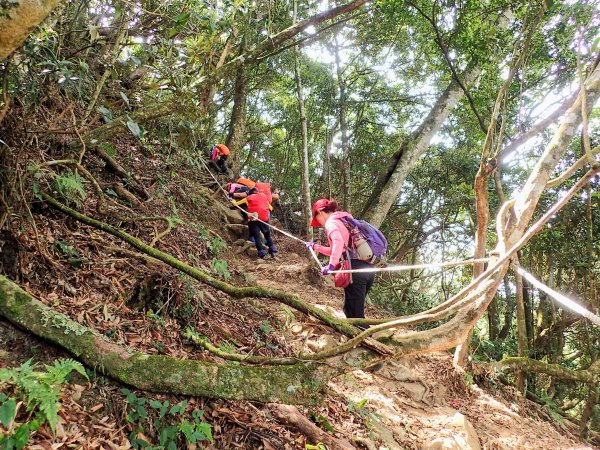 加里山杜鵑嶺步道賞森氏杜鵑, 天啊! 抽筋...