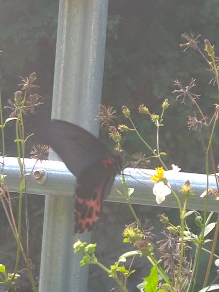 多納六秀 足母山 鬼斧神工一線天 德德山2953045