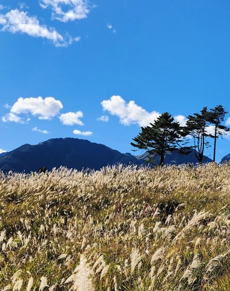 【中級山縱走】羅馬縱走，走進神木的夢幻童話森林世界2943250