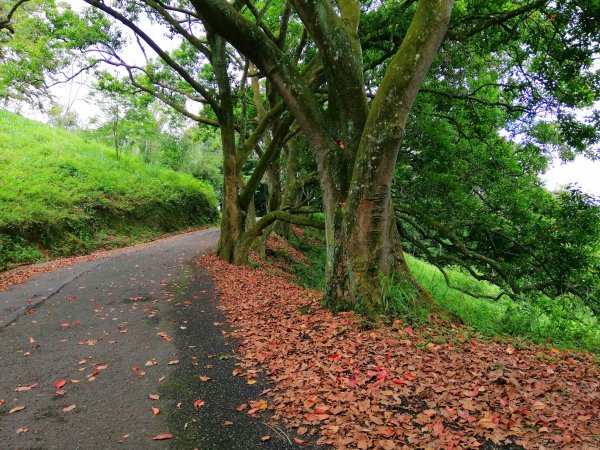 南投魚池~和緩步道散步趣。 貓囒山步道1060941