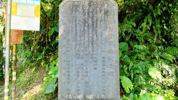 紫花酢醬草2739917