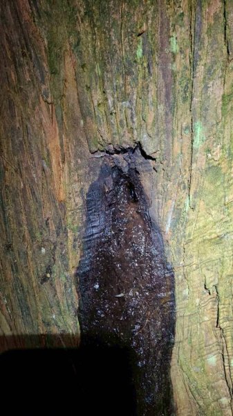 20251106北大武山步道☁️ 喜多麗雲海2931344