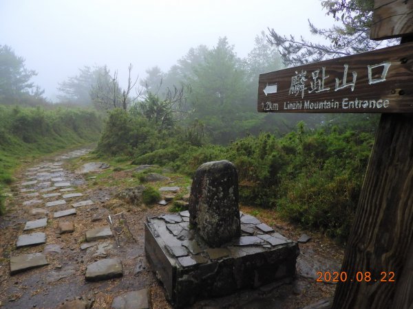 南投 信義 鹿林前山、鹿林山、麟趾山1079367