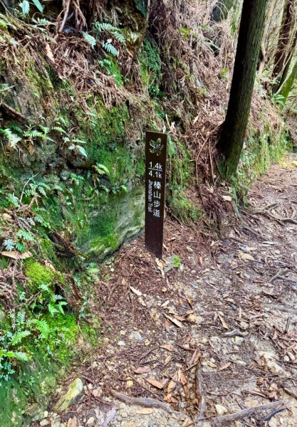 觀霧-榛山步道2926323