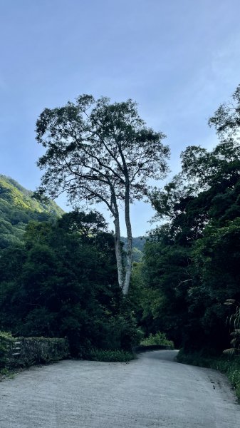 走入清晨19度c的上帝部落>>司馬庫斯(巨木群步道)1767398