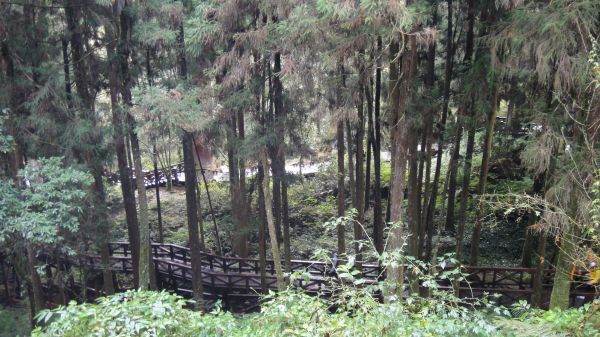 阿里山繞行神木群 20120126119972