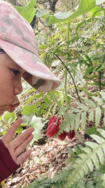 大屯西南稜-上大屯尋找八角蓮採野🥬-貴子坑連走六峰2756158