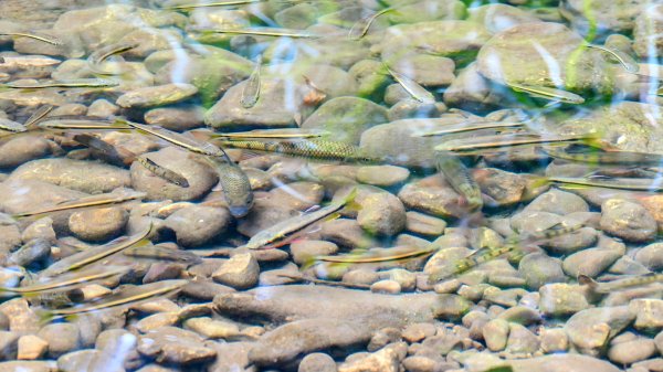 三貂嶺瀑布群,野人谷瀑布群2832484