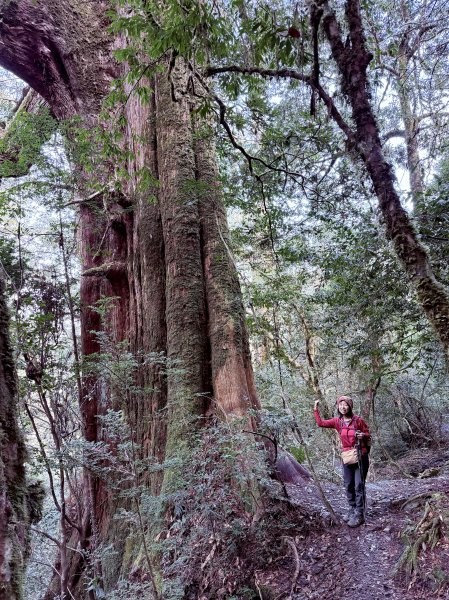 鎮西堡巨木步道B區全段+A區部分3008514